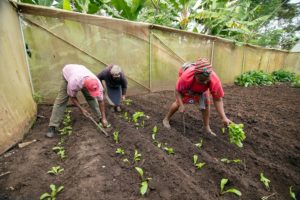 planting-garden-kenya